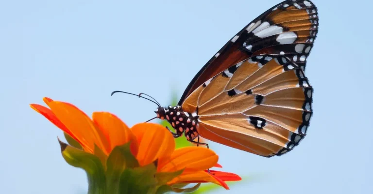 The Spiritual Meaning Of Monarch Butterflies