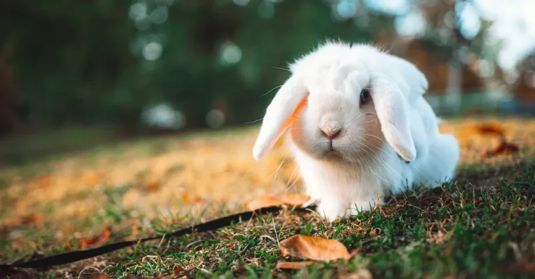 The Meaning Of White Rabbits In Spirituality
