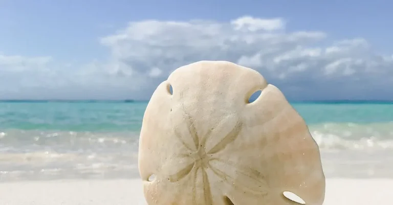 The Meaning And Symbolism Behind The Sand Dollar