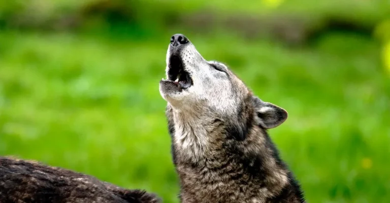 The Spiritual Meaning Of Wolf Howling