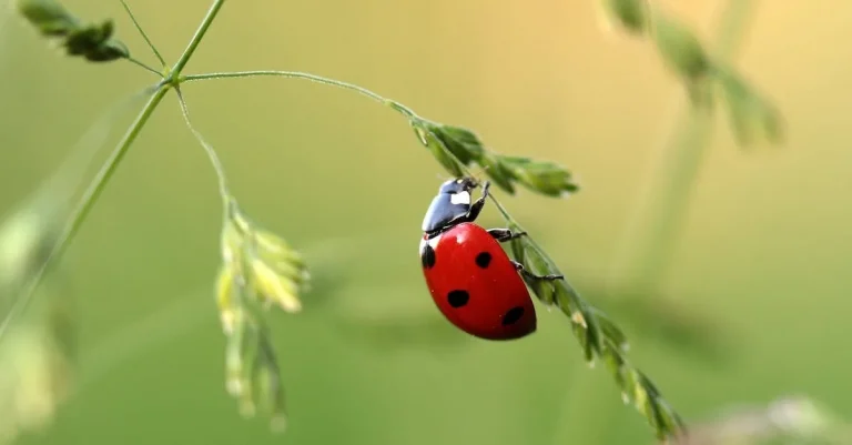 The Biblical Meaning And Symbolism Of Ladybugs