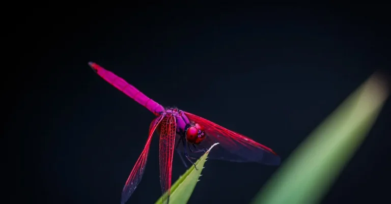 The Meaning Behind Dragonfly Colors