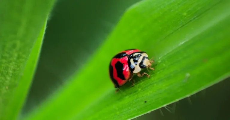 Red Ladybug Spiritual Meaning