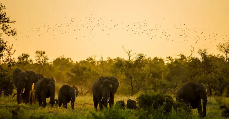 What Does It Mean To Dream About Elephants? A Comprehensive Guide