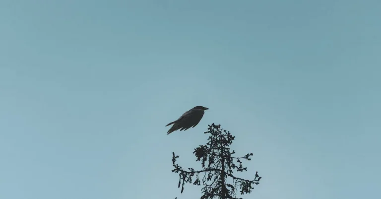 What Does It Mean When You See One Crow? The Symbolism And Spiritual Meaning