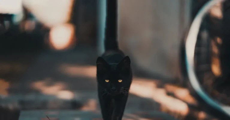 The Meaning And Symbolism Of Black Cats Throughout History