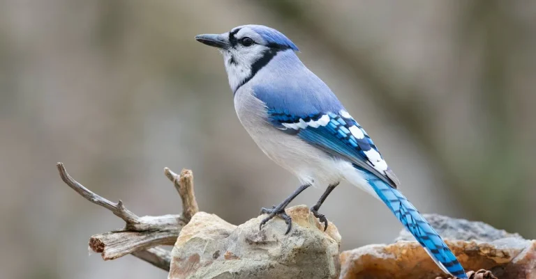 The Spiritual Meaning And Symbolism Of Blue Jay Feathers
