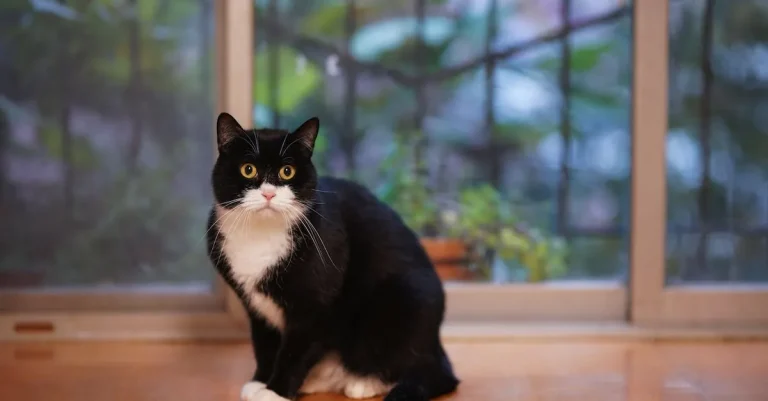 The Spiritual Meaning And Symbolism Of Tuxedo Cats