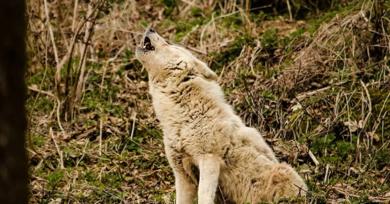 The Meaning Behind A Coyote’S Howl