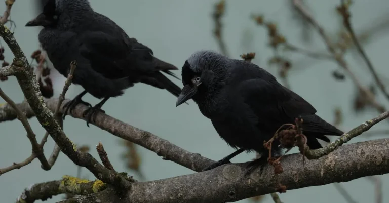 The Meaning And Symbolism Of Seeing Two Ravens
