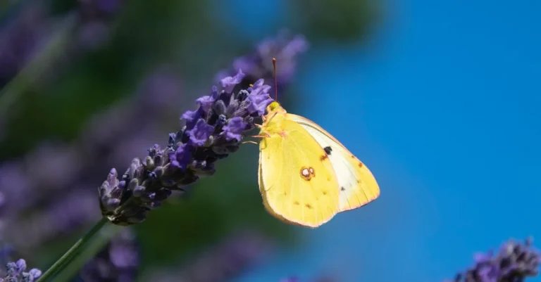 The Spiritual Meaning And Symbolism Of Yellow Butterflies