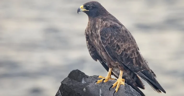 The Spiritual Meaning And Symbolism Of Falcons
