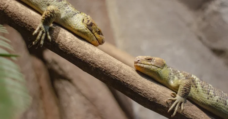 The Biblical Meaning Of Lizards In Dreams