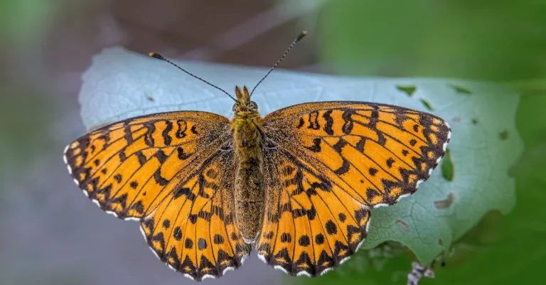 The Spiritual Meaning Of The Gulf Fritillary Butterfly