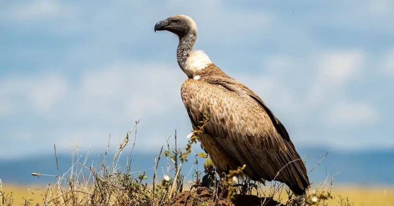 Vulture Spiritual Meaning: A Complete Guide