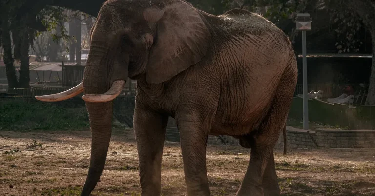 The Biblical Meaning And Symbolism Of Elephants In Dreams