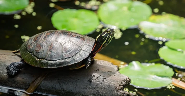 The Biblical Meaning Of A Turtle In A Dream
