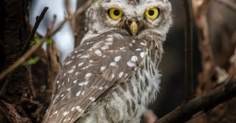 What Is The Biblical Meaning And Symbolism Of Owls?