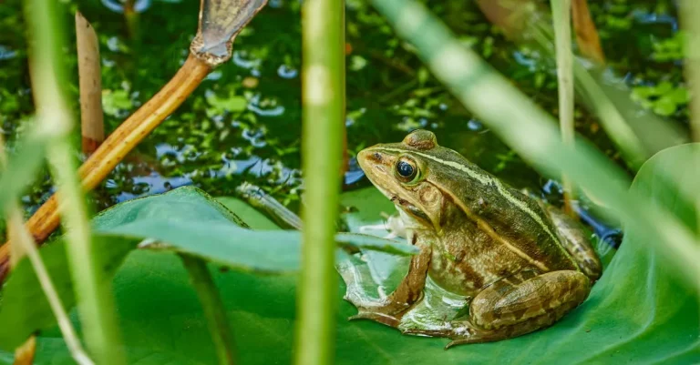 The Spiritual Meaning And Symbolism Of Frogs