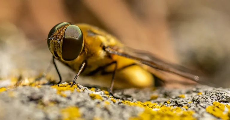 The Spiritual Meaning And Symbolism Of Flies