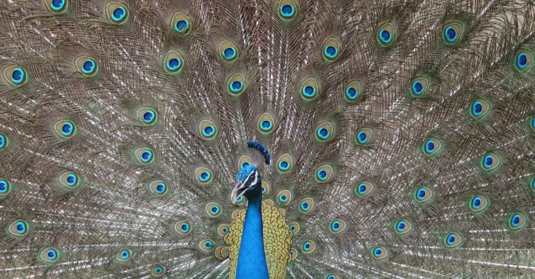The Spiritual Meaning Of Peacocks