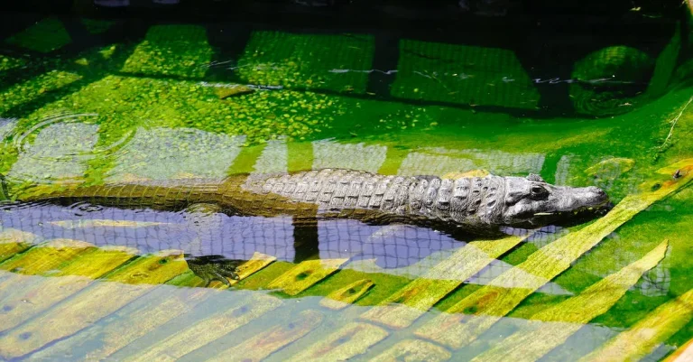 The Spiritual Meaning Of Alligators In Dreams