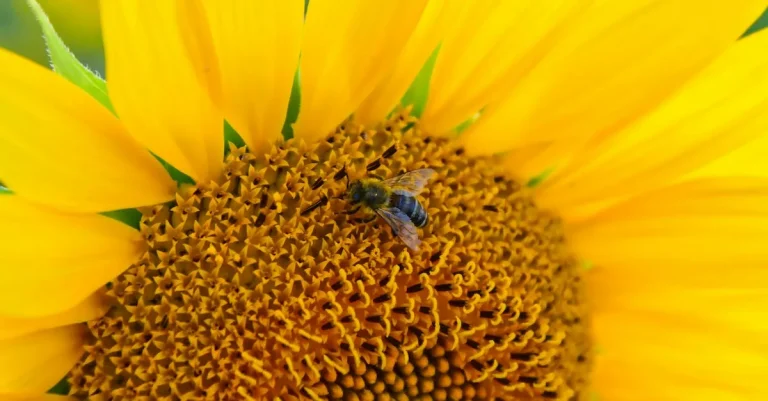 The Spiritual Meaning Of Bees