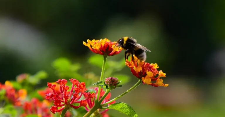 Bumble Bee Spiritual Meaning: A Comprehensive Guide