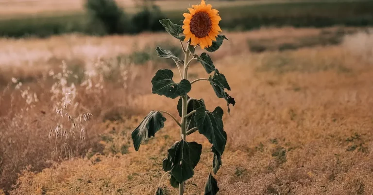 The Meaning And Symbolism Of Sunflowers In The Bible