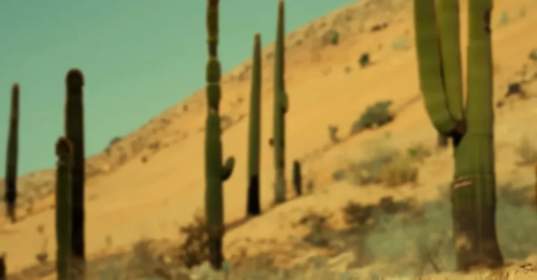 The Spiritual Meaning And Symbolism Of Cacti