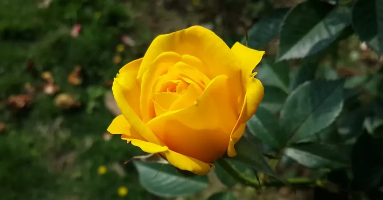 The Spiritual Meaning And Symbolism Of The Yellow Rose