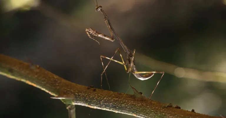 The Spiritual And Symbolic Meaning Of The Brown Praying Mantis