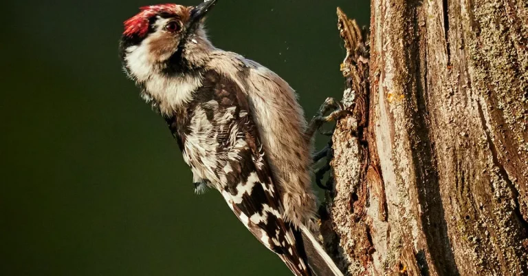 The Biblical Meaning Of The Woodpecker
