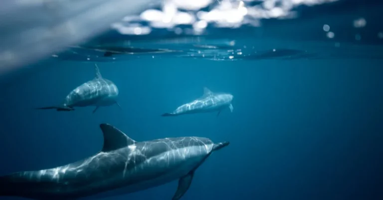 The Biblical Meaning Of Dolphins In Dreams