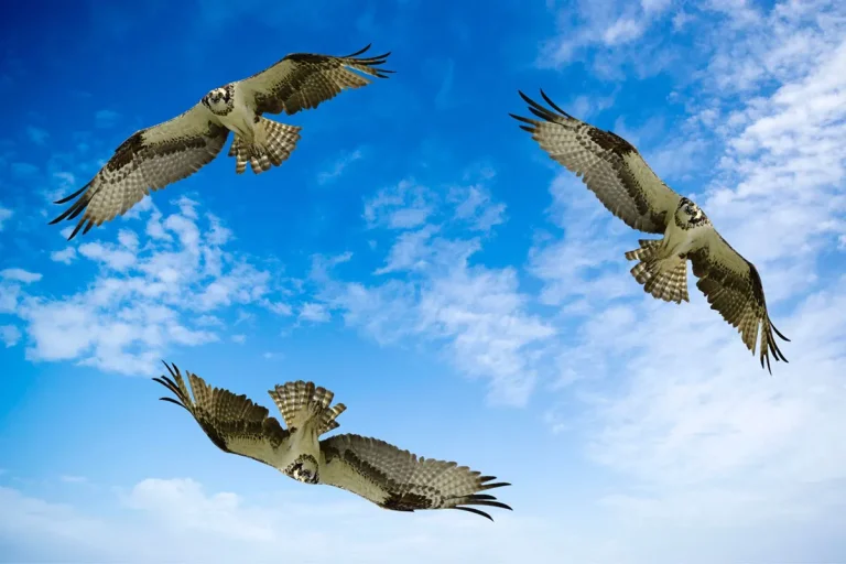 The Spiritual Meaning And Symbolism Of Seeing 3 Hawks Circling
