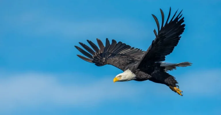 The Spiritual Meaning And Symbolism Of The Bald Eagle