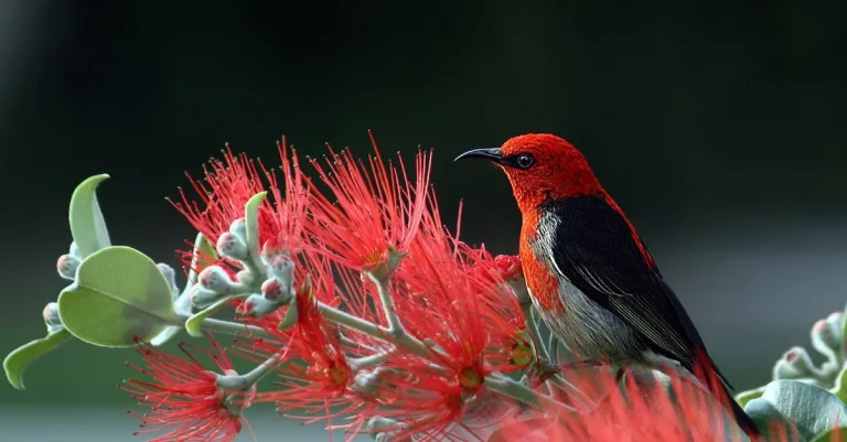The Meaning Of Seeing A Red Bird: Symbolism, Myths And Legends