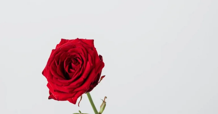 The Spiritual Meaning And Symbolism Of The Red Rose