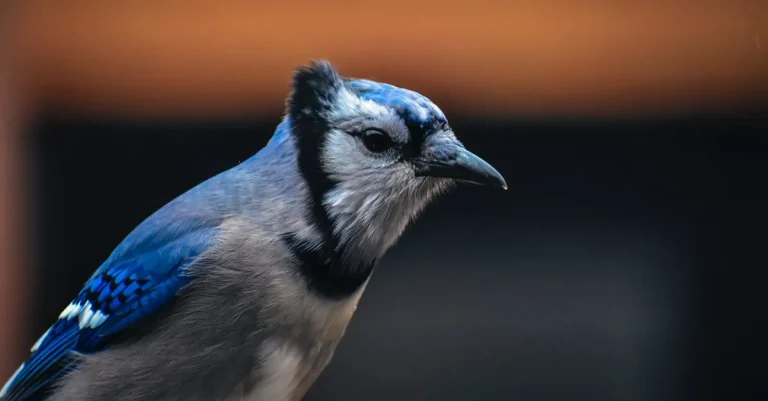 The Meaning And Symbolism Of Blue Jays