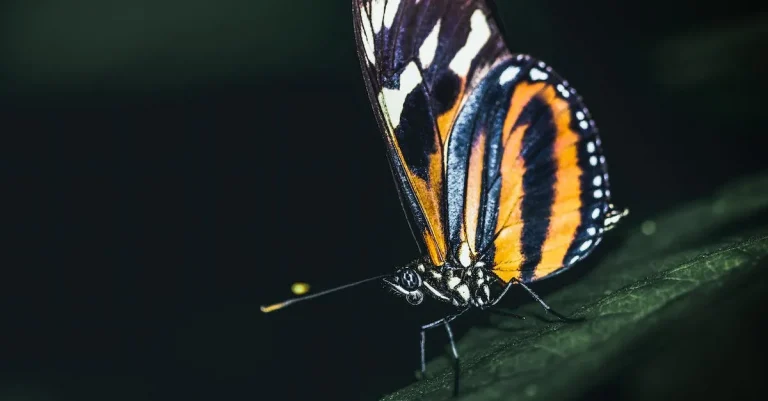 The Meaning And Symbolism Of Orange And Black Butterflies