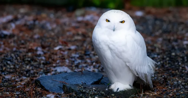 The Meaning And Symbolism Of White Owls