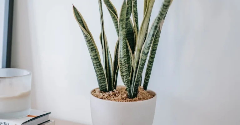 The Spiritual Meaning And Symbolism Of Snake Plants