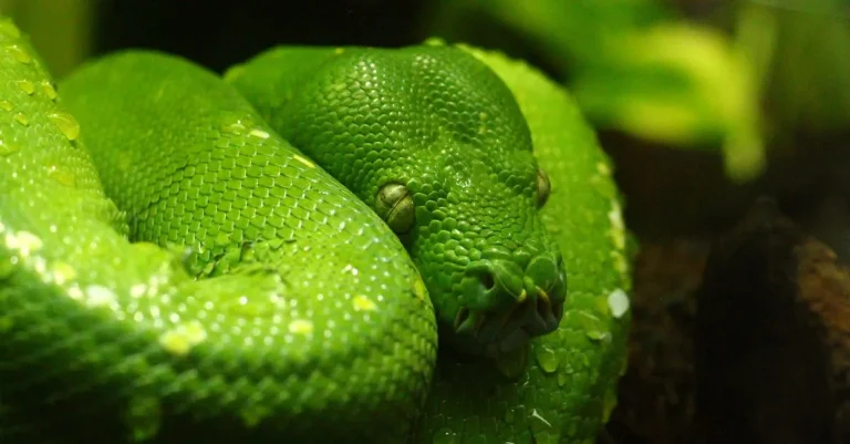 The Biblical Meaning Of Green Snakes In Dreams