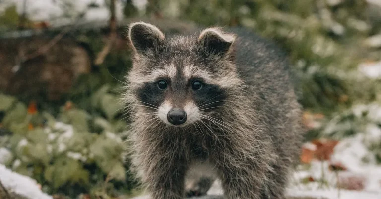The Biblical Meaning And Symbolism Of Raccoons