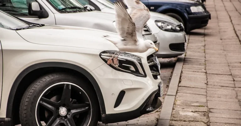 What Does It Mean When A Bird Flies In Front Of Your Car? Spiritual Meaning