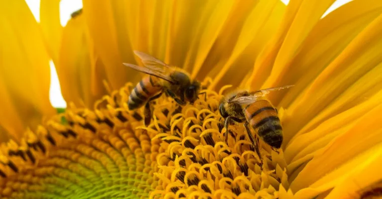 What Is The Biblical Meaning Of Dreaming Of Bees?