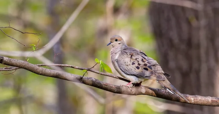 Mourning Dove Spiritual Meaning: A Deep Dive Into The Symbolism And Significance