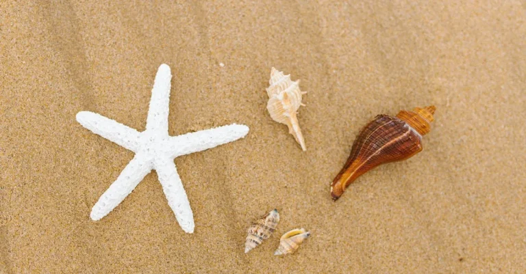 The Spiritual Meaning And Symbolism Of Sea Shells