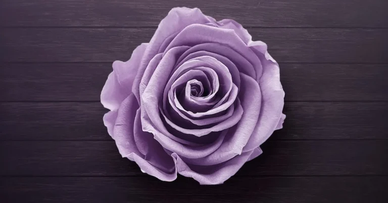 The Meaning And Symbolism Of Purple Roses