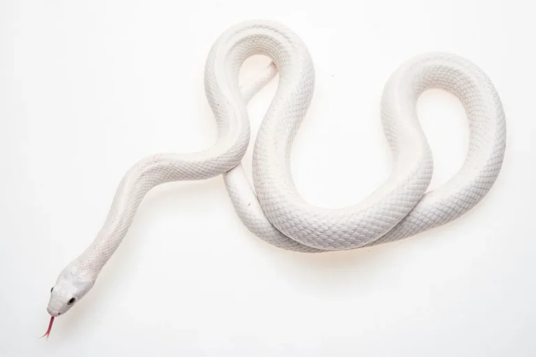The Biblical Meaning Of Seeing A White Snake In A Dream